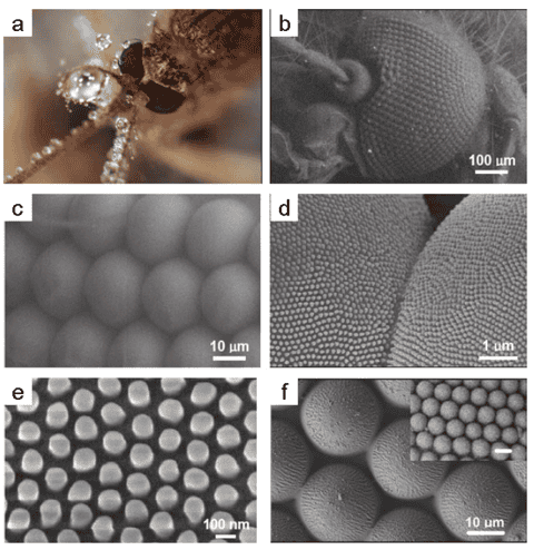 Mosquito-compound-eyes-Copyright-Wiley–VCH-Verlag-GmbH-Co.-KGaA.-Reproduced-with-permission