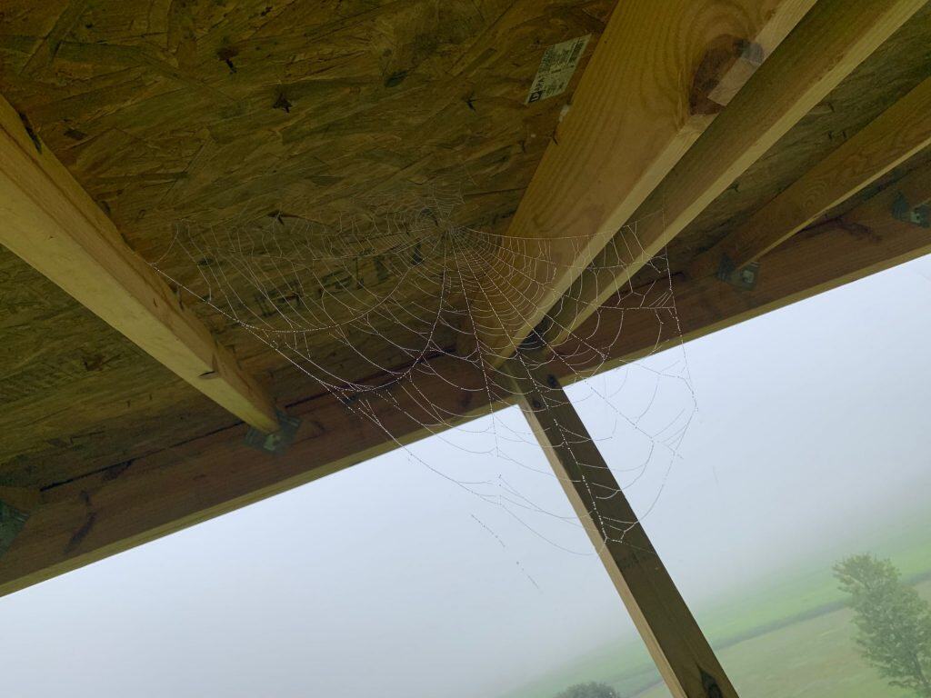fog-collection-on-Spider-webs-scaled