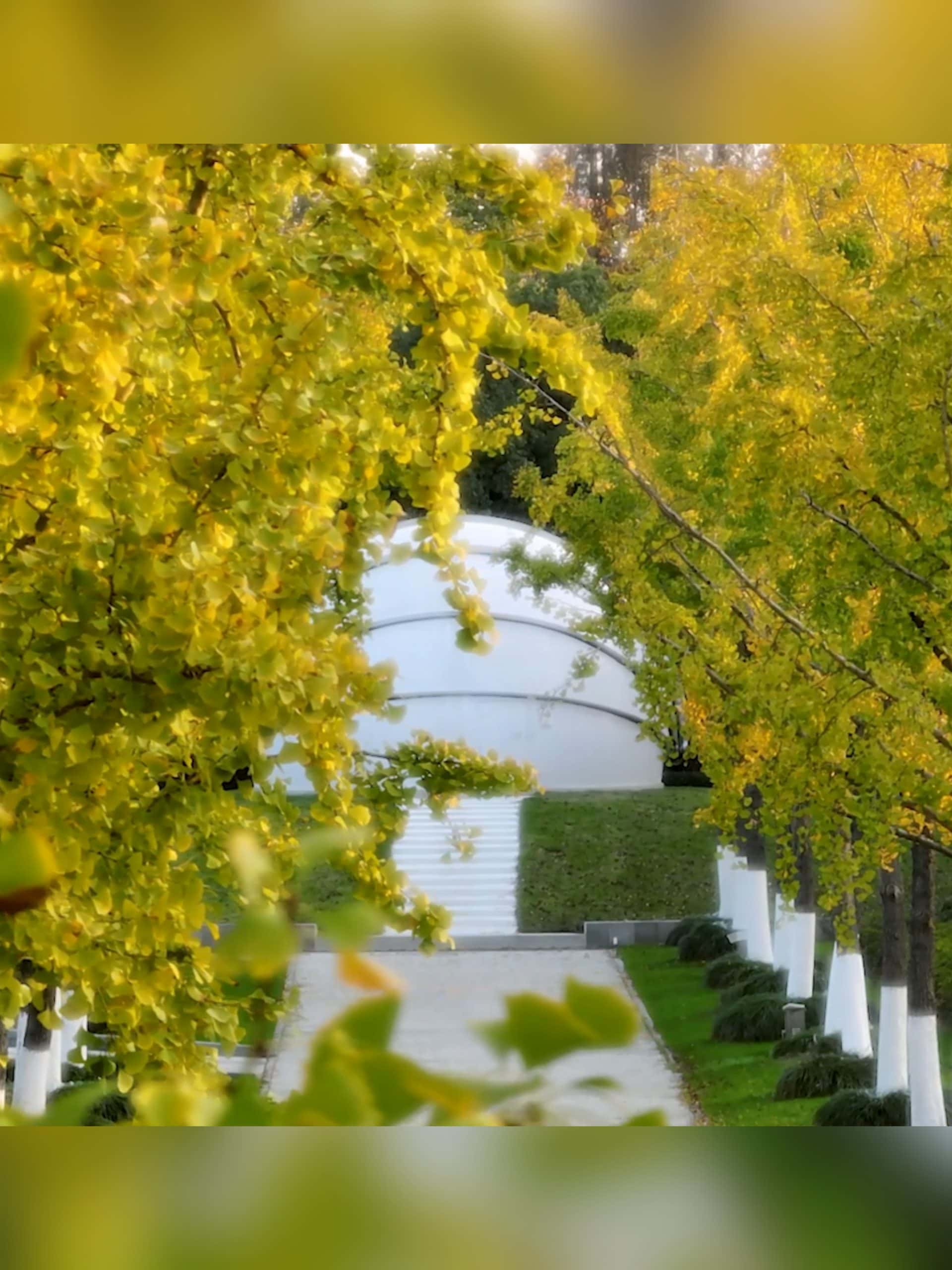 Autumn Magic at DKU scaled