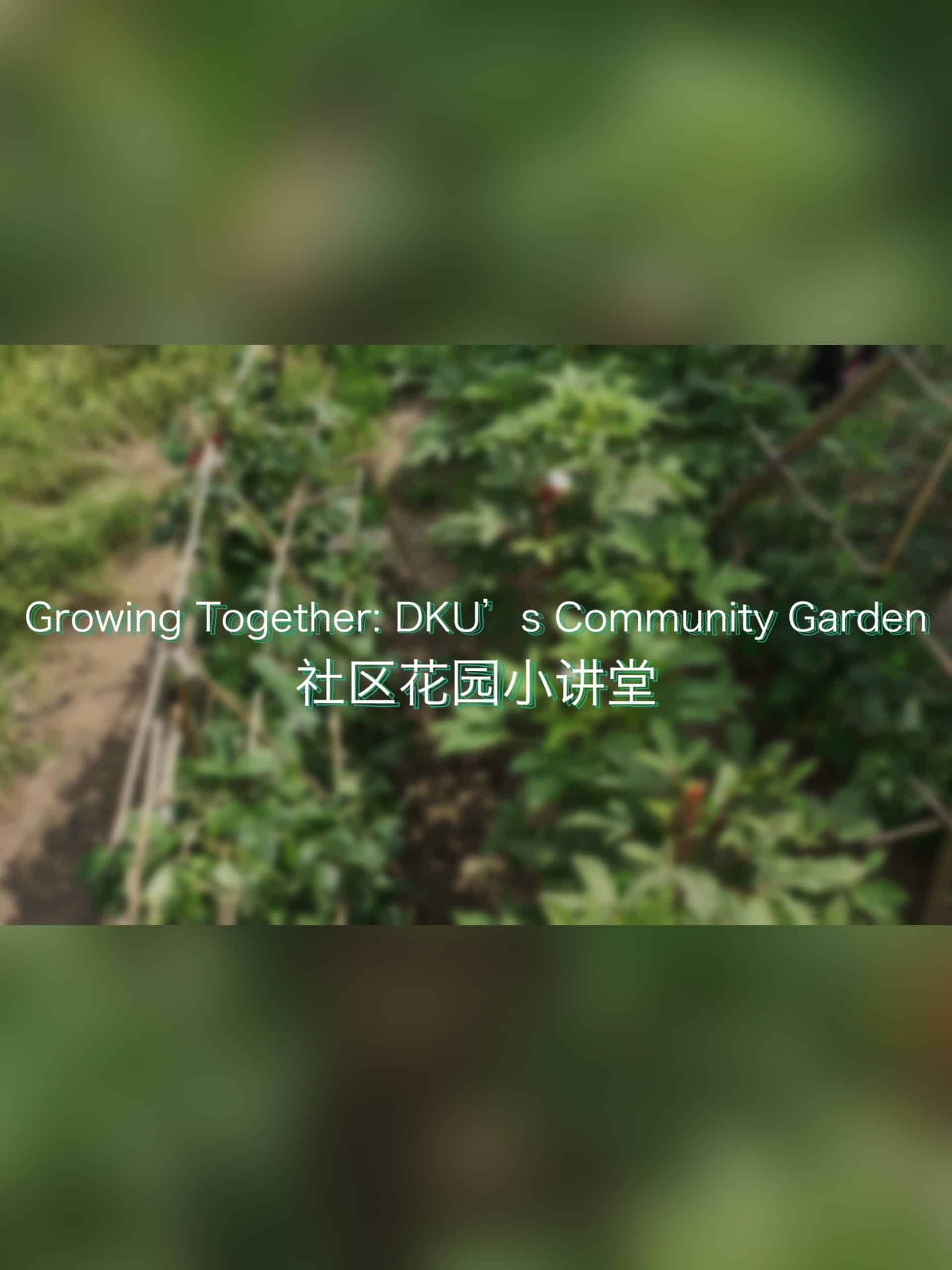 Growing Together DKUs Community Garden scaled