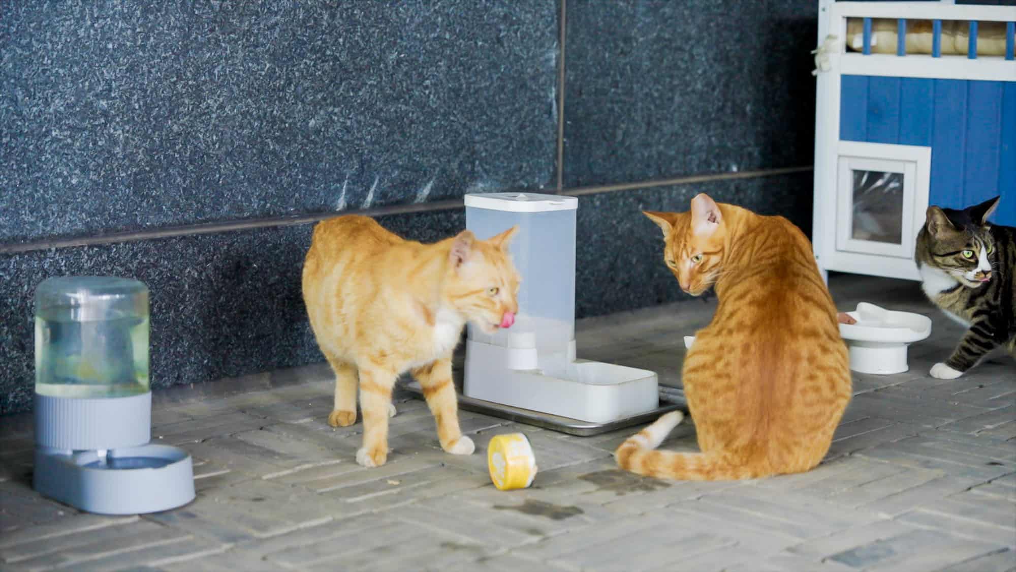 DKU Sustainability Day turns campus into a classroom 3 2