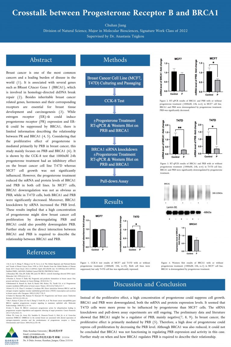 Crosstalk between Progesterone Receptor B and BRCA1