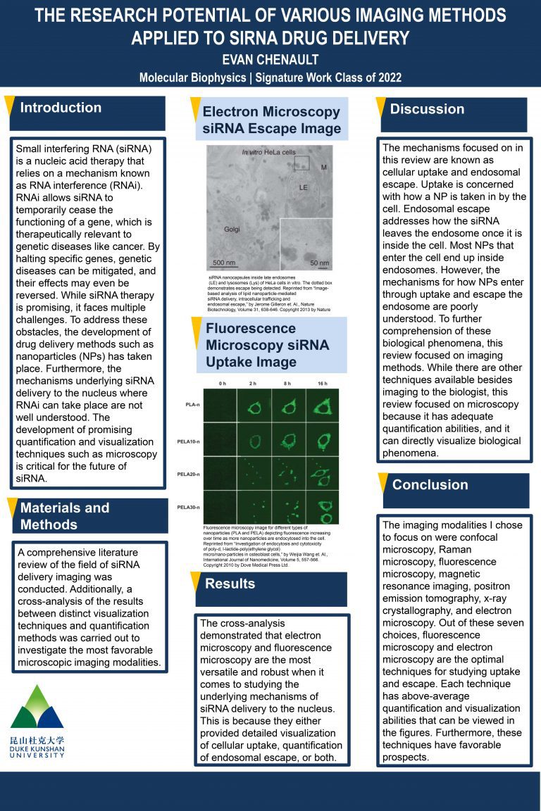 The Research Potential of Various Imaging Methods Applied to siRNA Drug Delivery