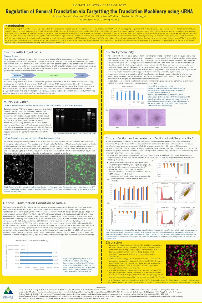 Regulation of General Translation via Targetting the Translation Machinery using siRNA