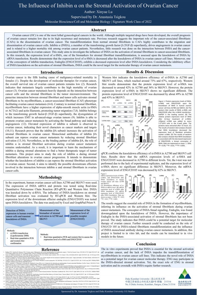 The Influence of Inhibin α on the Stromal Activation of Ovarian Cancer