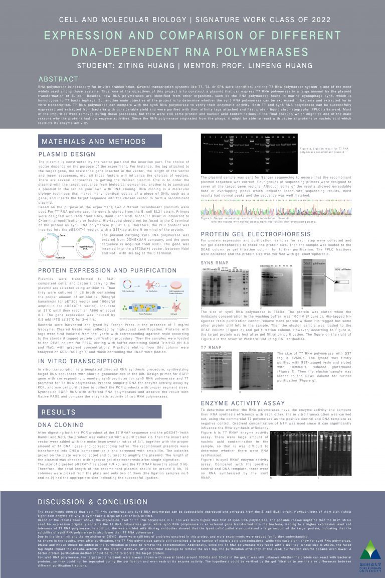 Expression and Comparison of Different DNA-Dependent RNA Polymerases